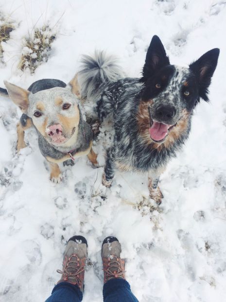 Snow dogs